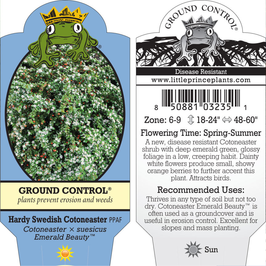 Cotoneaster x suesicus Emerald Beauty™ - Hardy Swedish Cotoneaster PPAF (3.5" Pot) - Image 5