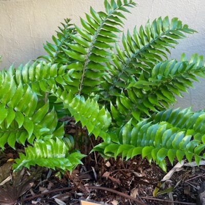 Cyrtomium falcatum - Japanese Holly Fern (3.5" Pot)