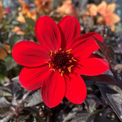 Dahlia 'Mystic Enchantment' - Dahlia USPP #23,332 (4.5" Pot)