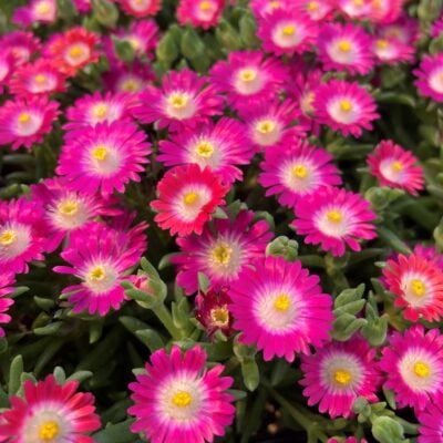 Delosperma 'Jewel of Desert Amethyst' - Ice Plant USPP #27,013 (3.5" Pot)