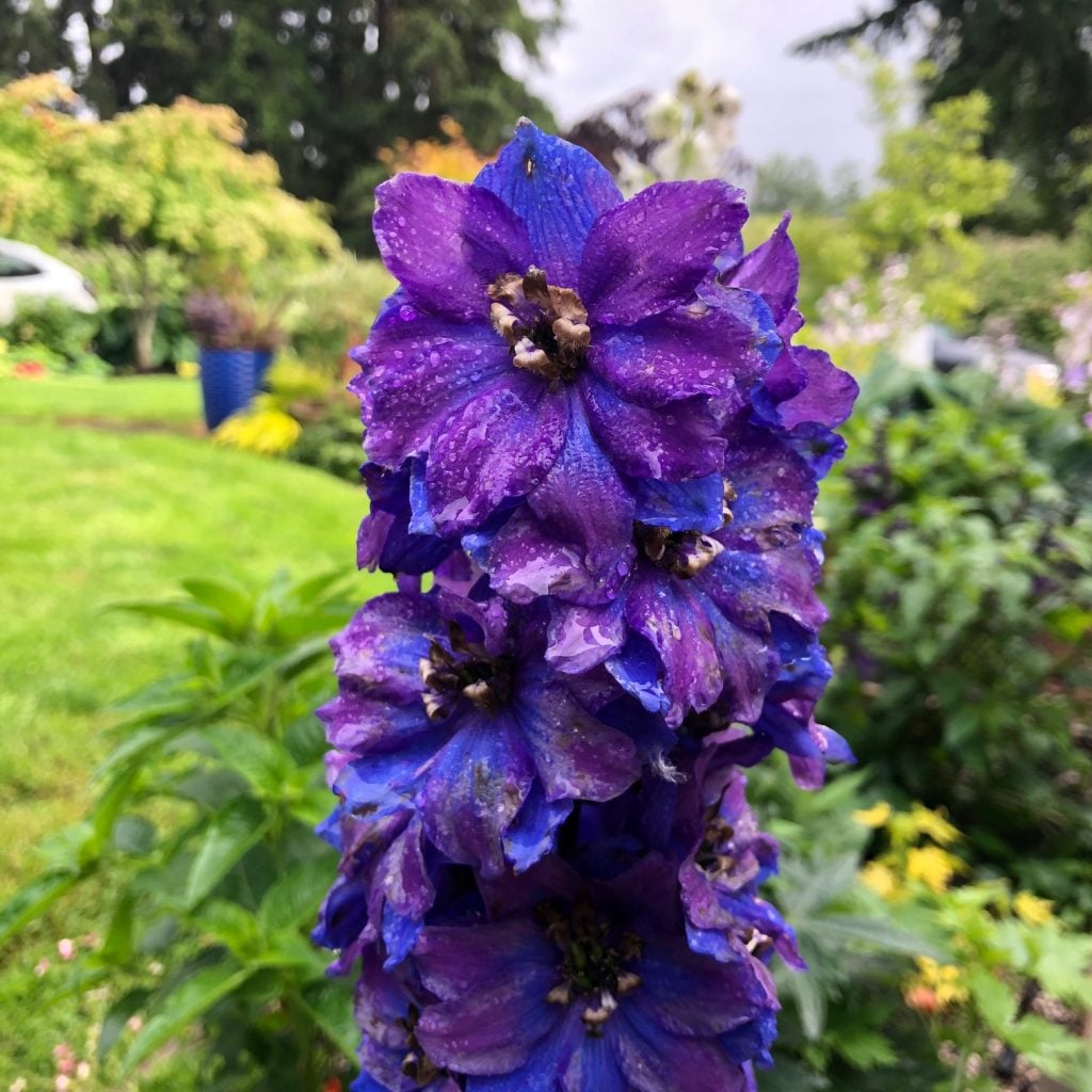 Delphinium-elatum-Magic-