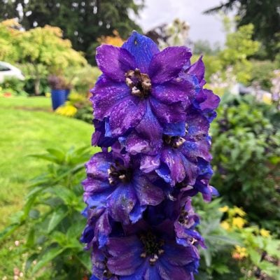 Delphinium elatum 'Magic Fountains Dark Blue Dark Bee' - Candle Larkspur (4" Pot)