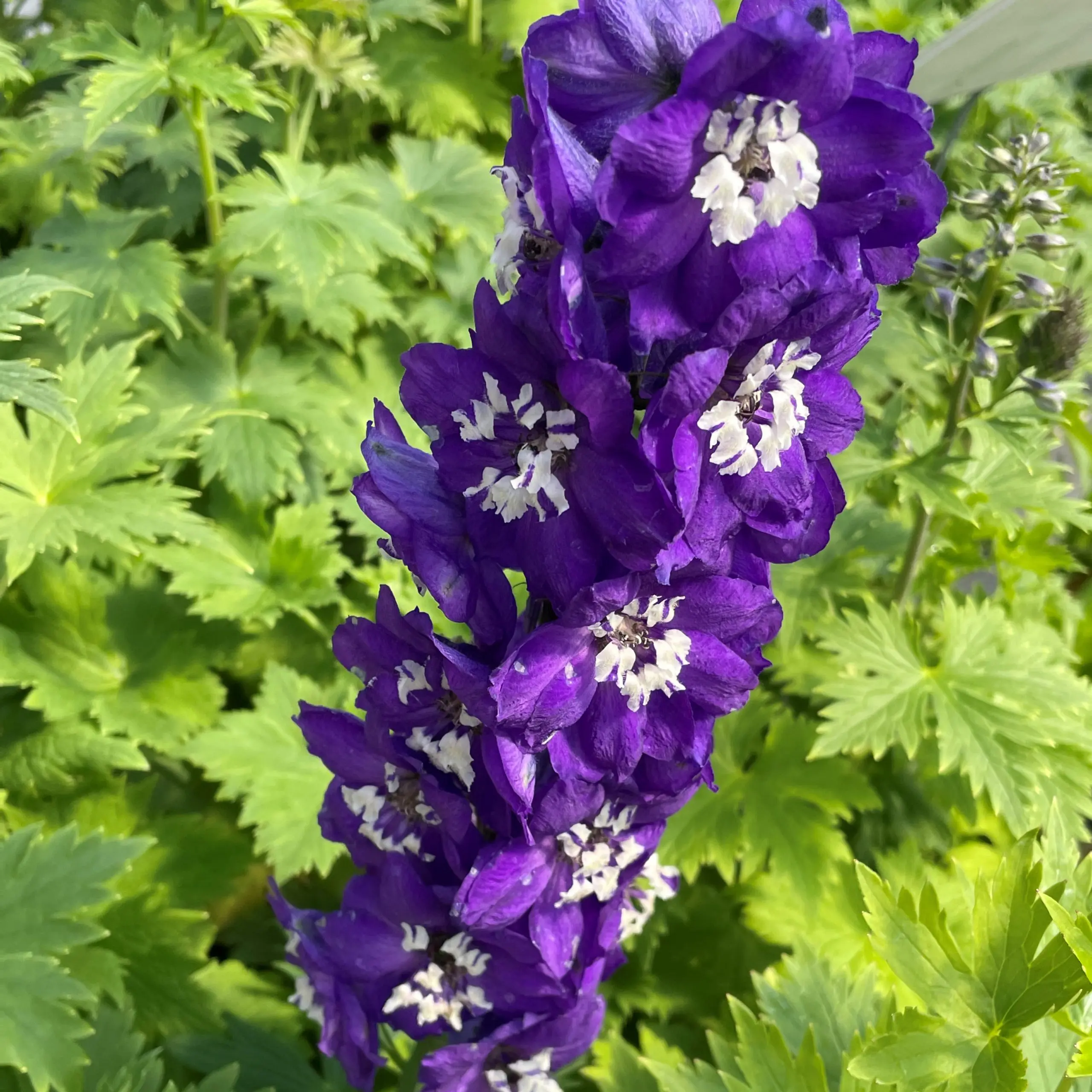 Delphinium 'Magic Fountains' - Dark Blue White Bee (4" Pot).