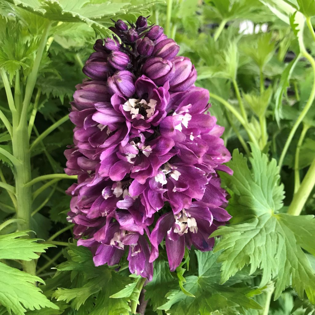 Delphinium 'Magic Fountains' (4