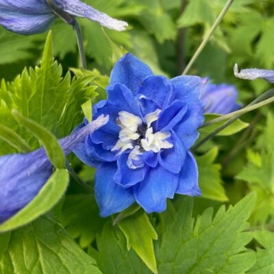 Delphinium elatum 'Magic Fountains Mid Blue White Bee' - Candle Larkspur May
