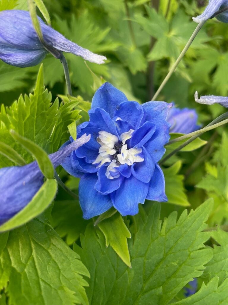 Delphinium elatum 'Magic Fountains Mid Blue White Bee' - Candle