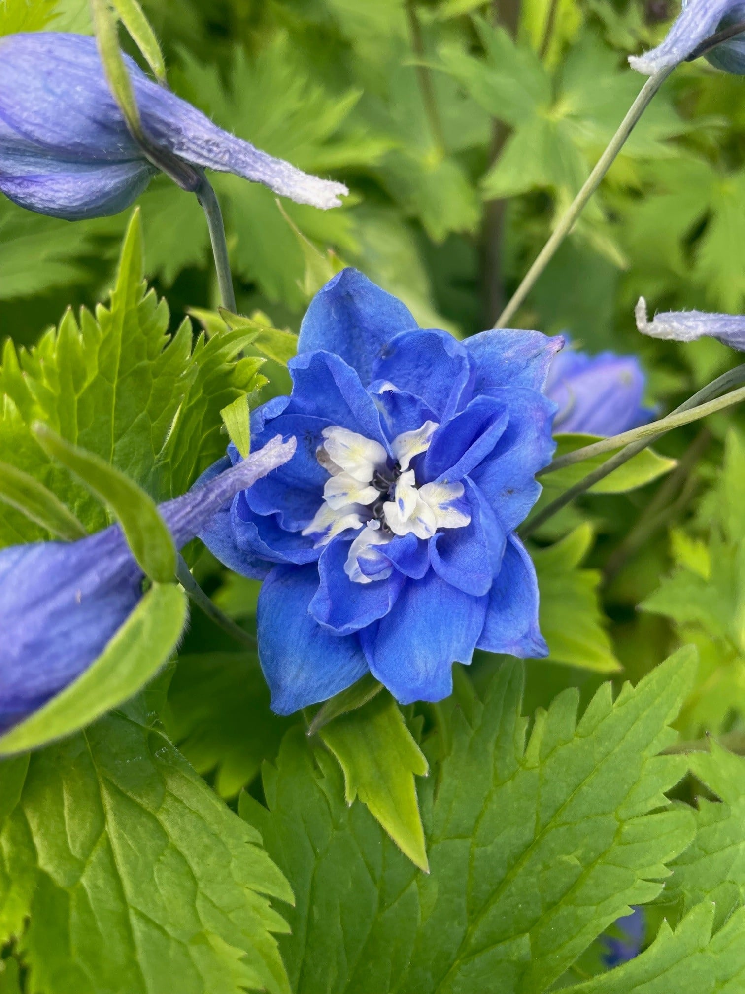 Delphinium elatum 'Magic Fountains Mid Blue White Bee' - Candle