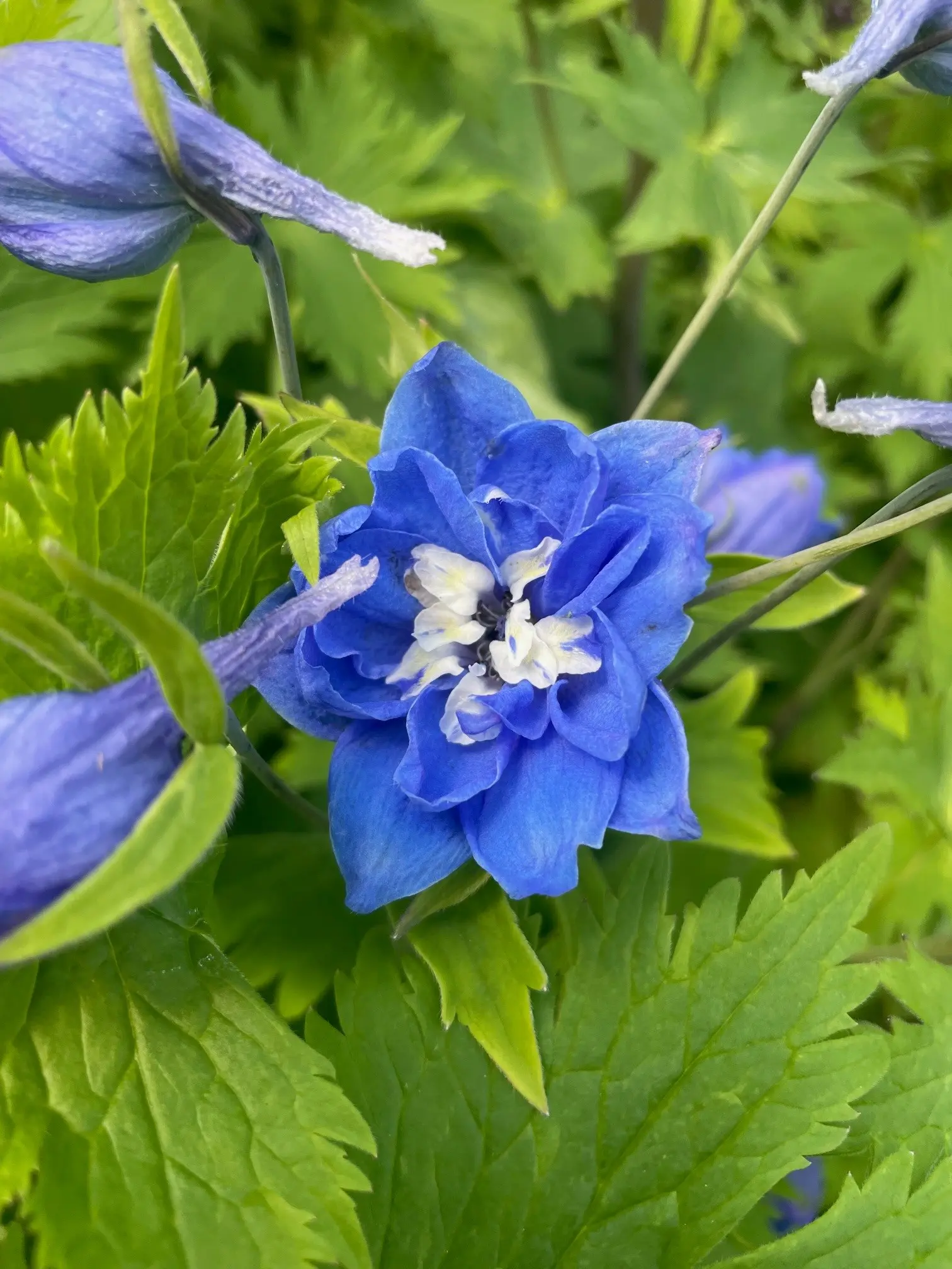 Delphinium elatum 'Magic Fountains Mid Blue White Bee' - Candle