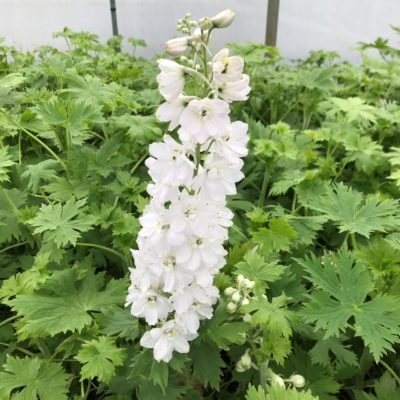 Delphinium elatum 'Magic Fountains Pure White' - Candle Larkspur (4" Pot)