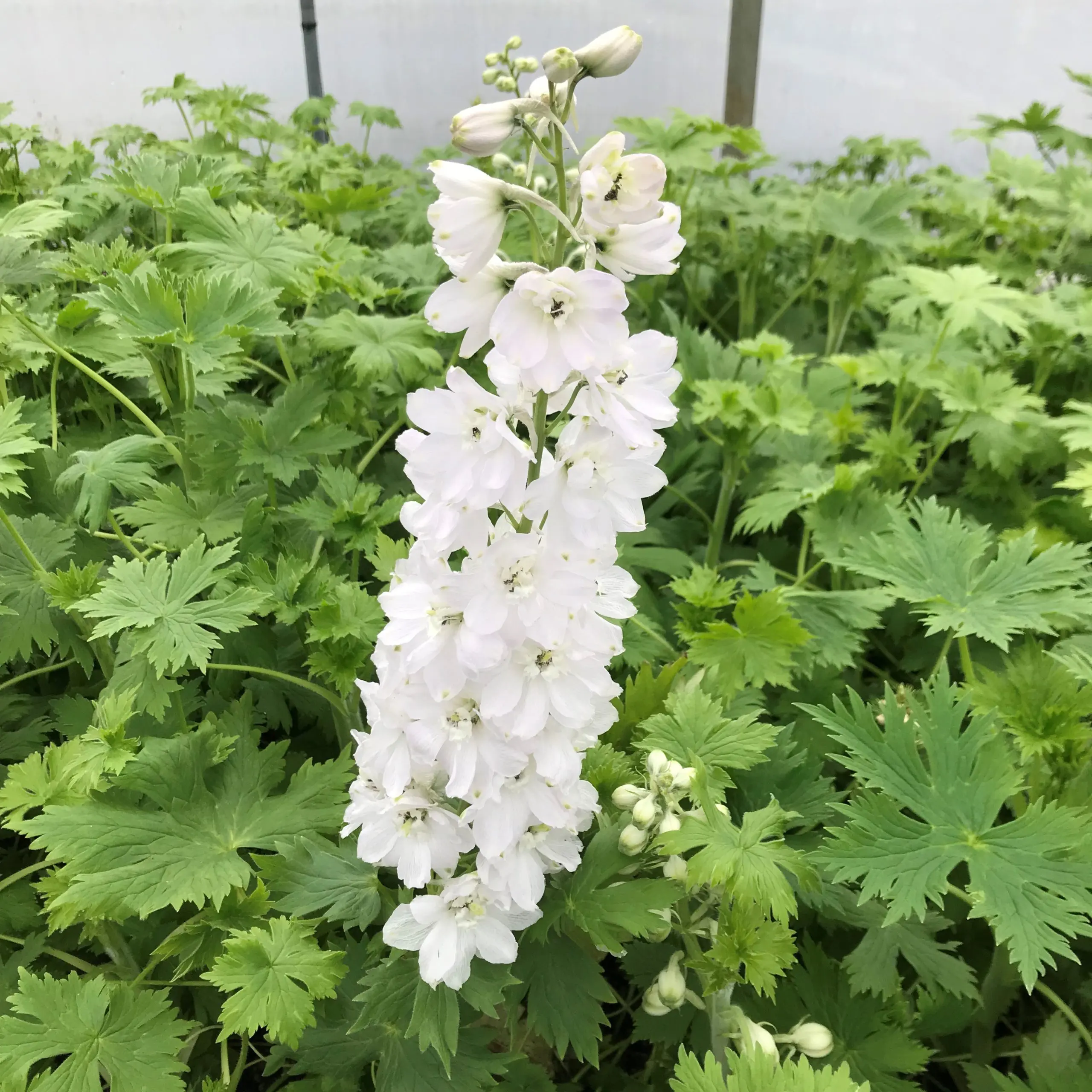 Delphinium elatum 'Magic Fountains Pure White' - Candle Larkspur