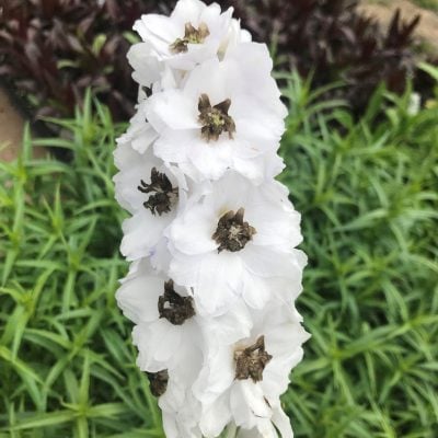 Delphinium elatum 'Magic Fountains White Dark Bee' - Candle Larkspur (4" Pot)