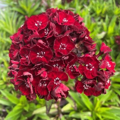 Dianthus barbatus nigrescens 'Sooty' - Sweet William (4.5" Pot)