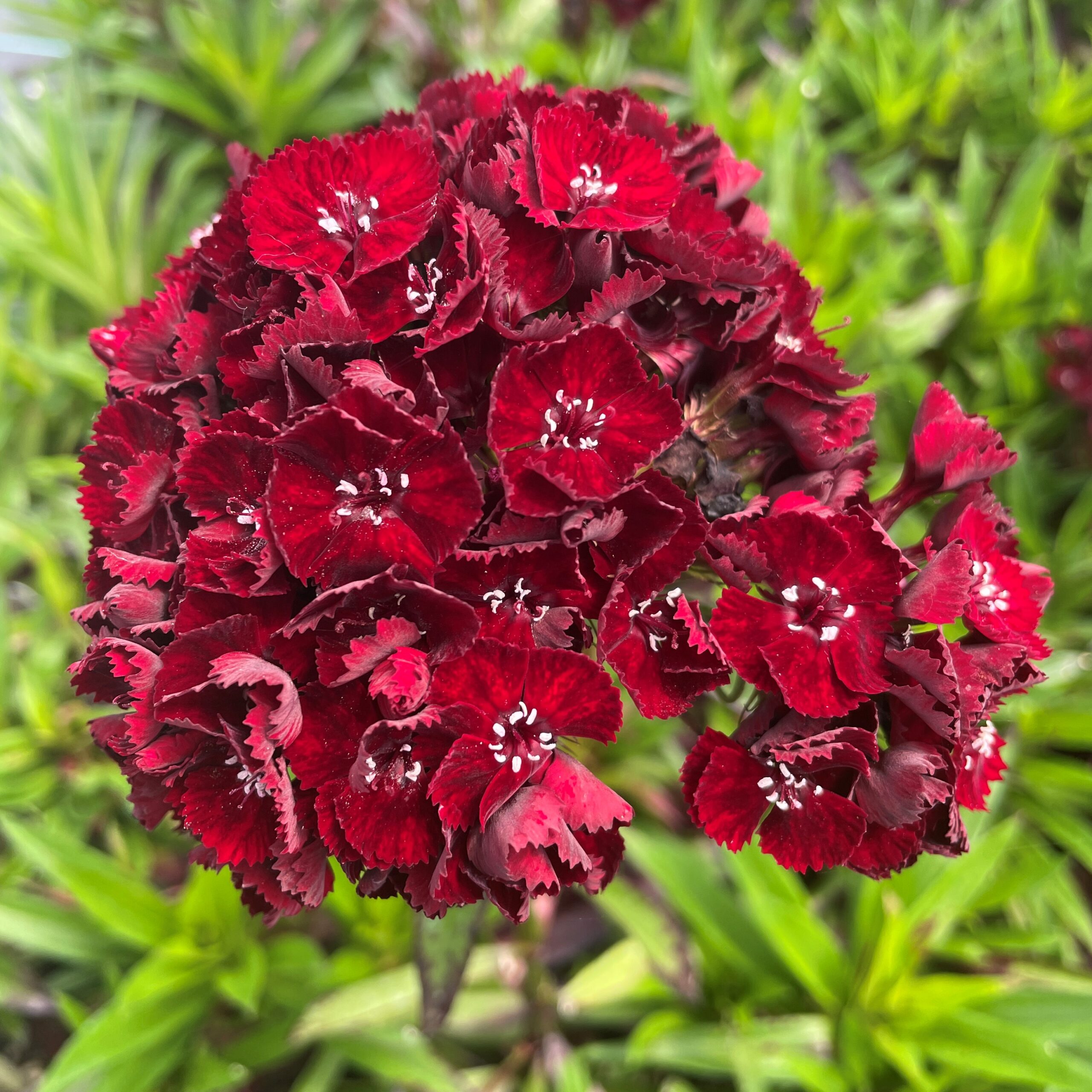 Dianthus barbatus nigrescens 'Sooty' - Sweet William (4.5" Pot)