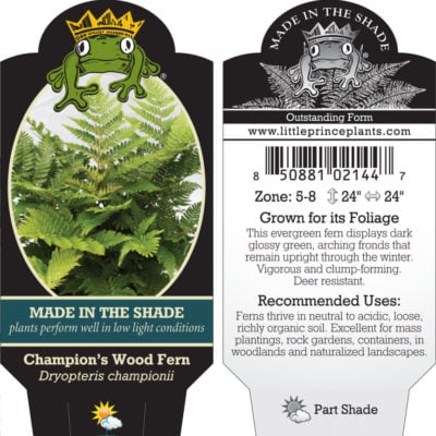 Dryopteris championii - Champion's Wood Fern (3.5" Pot)