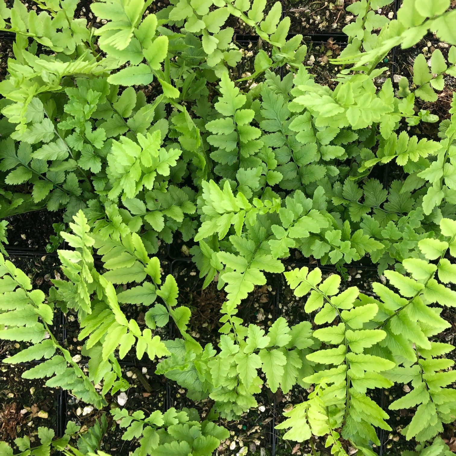 Dryopteris tokyoensis - Tokyo Wood Fern (3.5" Pot) - Image 4