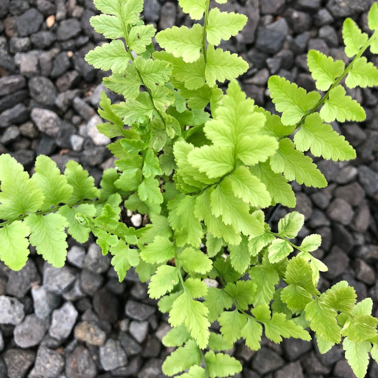 Dryopteris tokyoensis - Tokyo Wood Fern (3.5" Pot) - Image 2