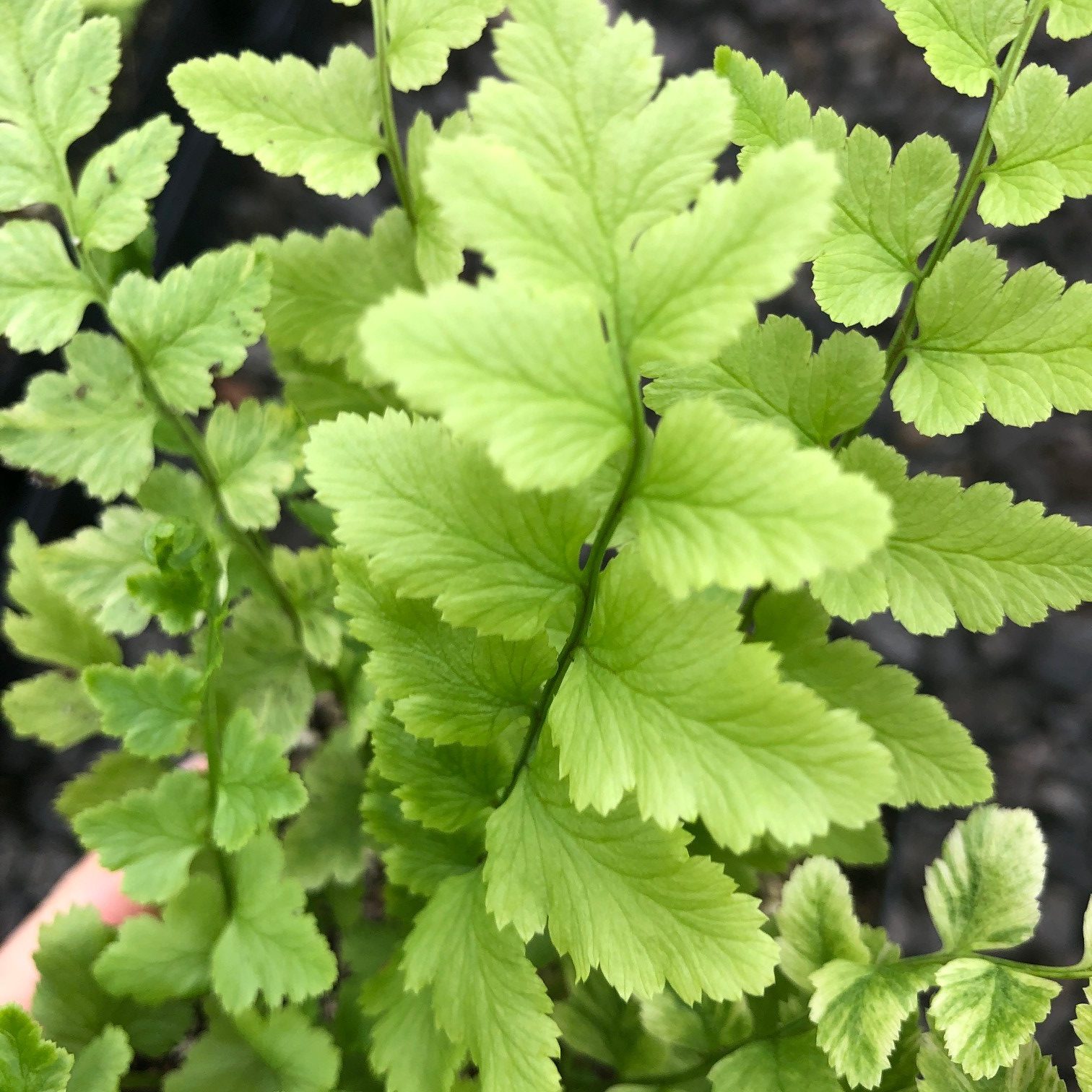 Dryopteris tokyoensis - Tokyo Wood Fern (3.5" Pot) - Image 3