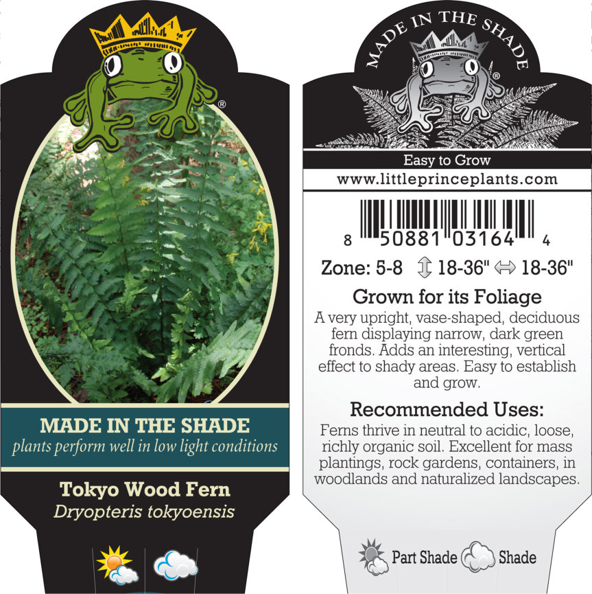 Dryopteris tokyoensis - Tokyo Wood Fern (3.5" Pot) - Image 5