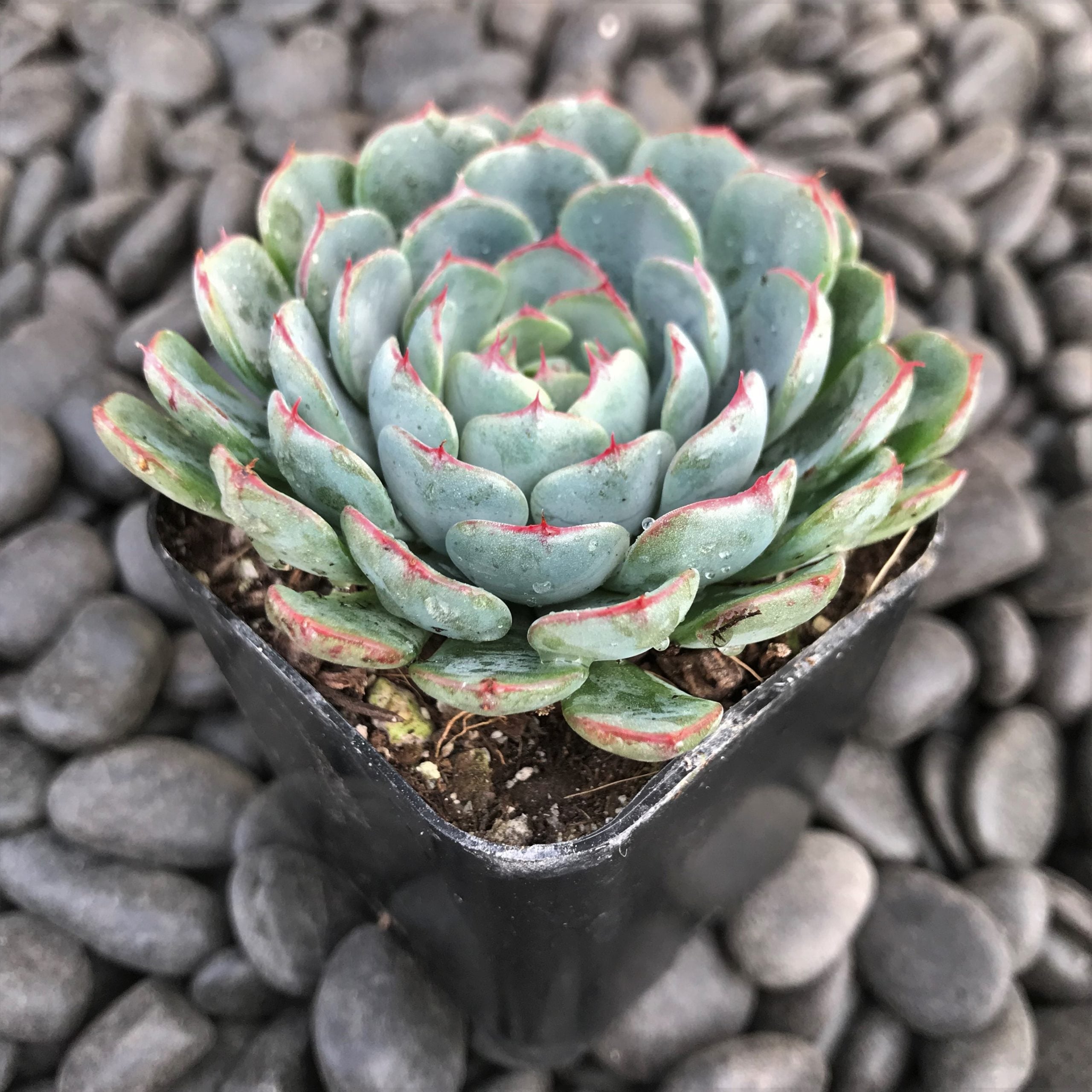 Echeveria minima (2" Pot) - Image 2