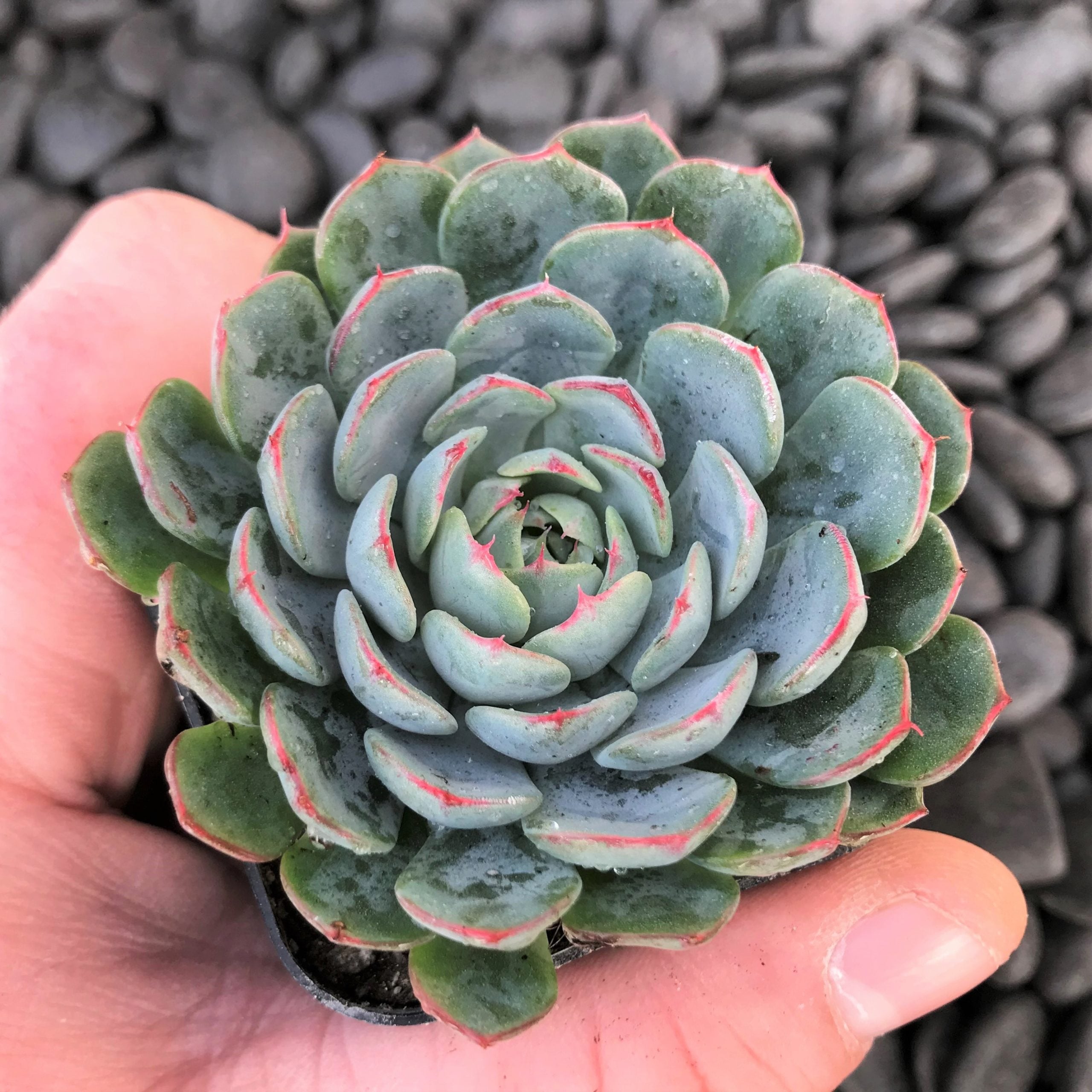 Echeveria minima (2" Pot)