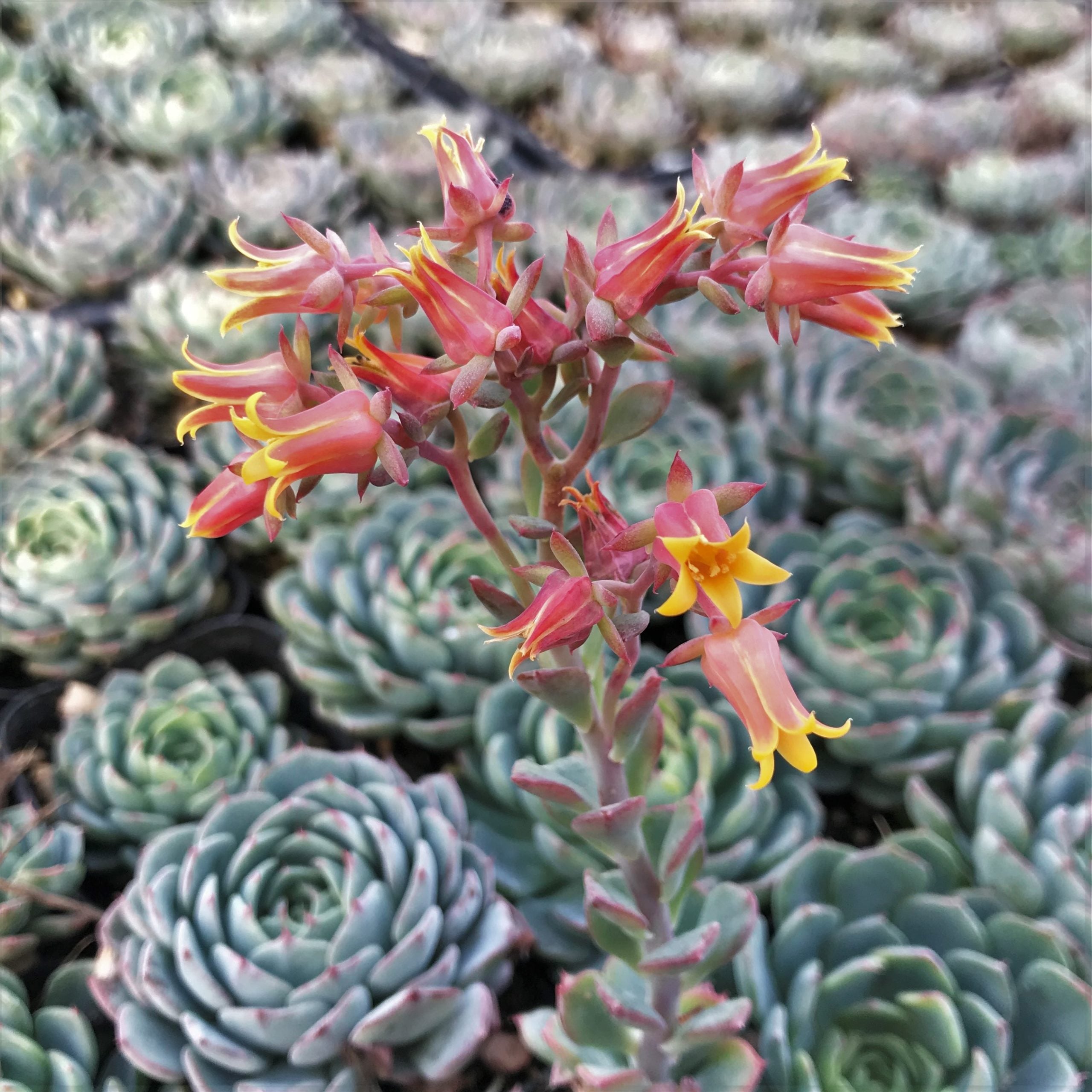 Echeveria minima (2" Pot) - Image 4