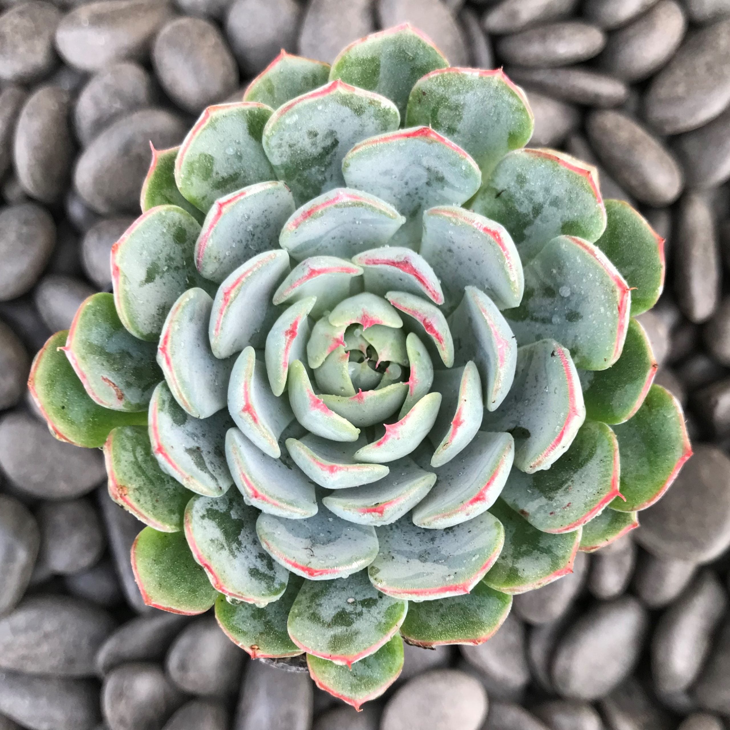 Echeveria minima (2" Pot) - Image 3