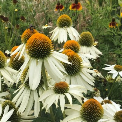 Echinacea 'PowWow® White' - Coneflower (4" Pot)