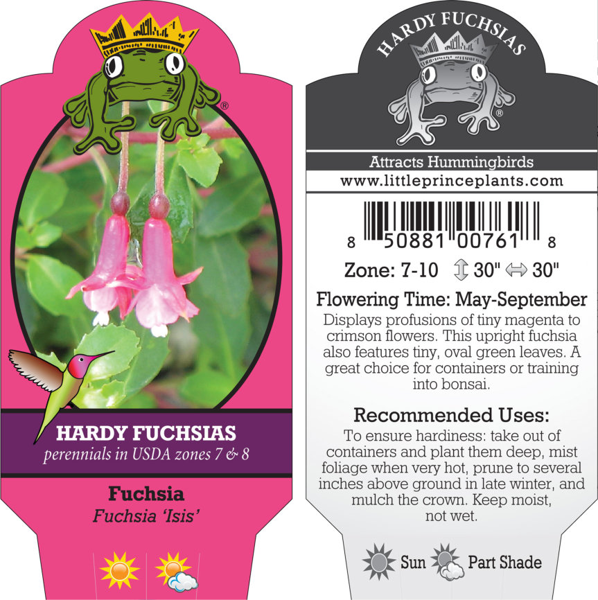 Fuchsia 'Isis' (5.5" Pot) - Image 4
