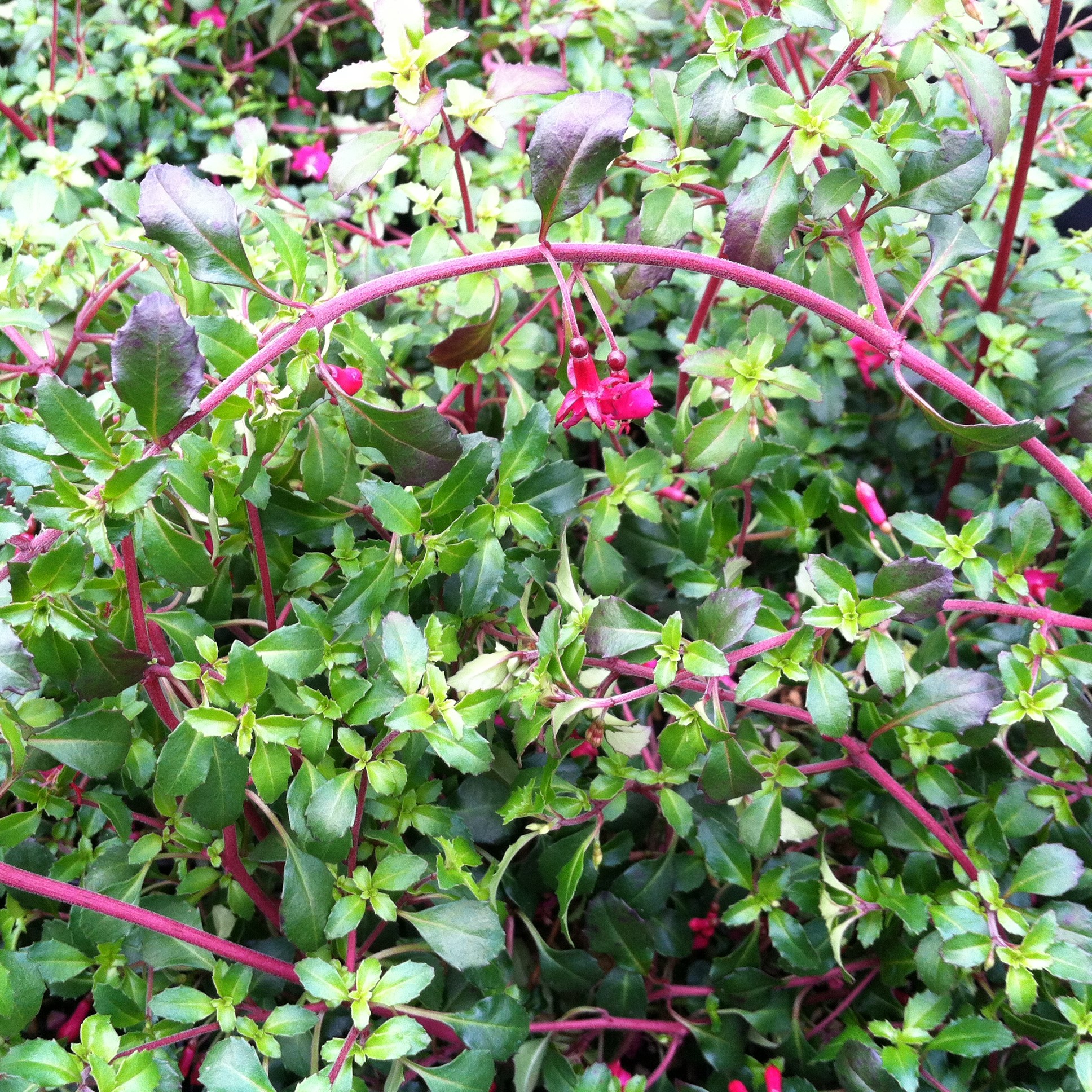 Fuchsia 'Isis' (5.5" Pot) - Image 3