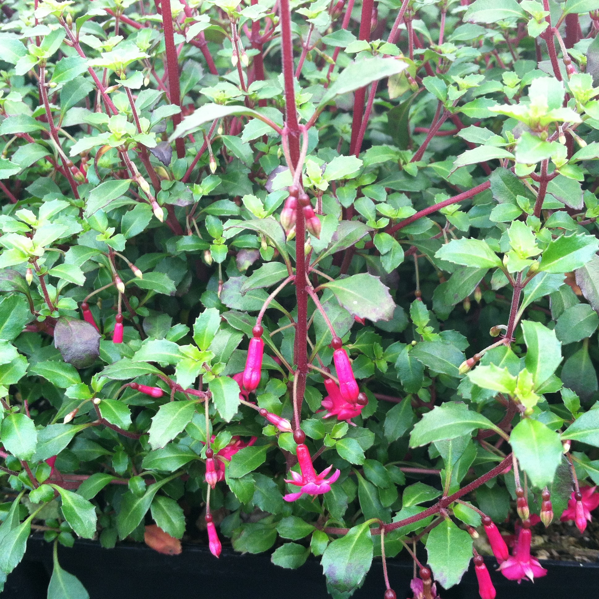 Fuchsia 'Isis' (5.5" Pot) - Image 2