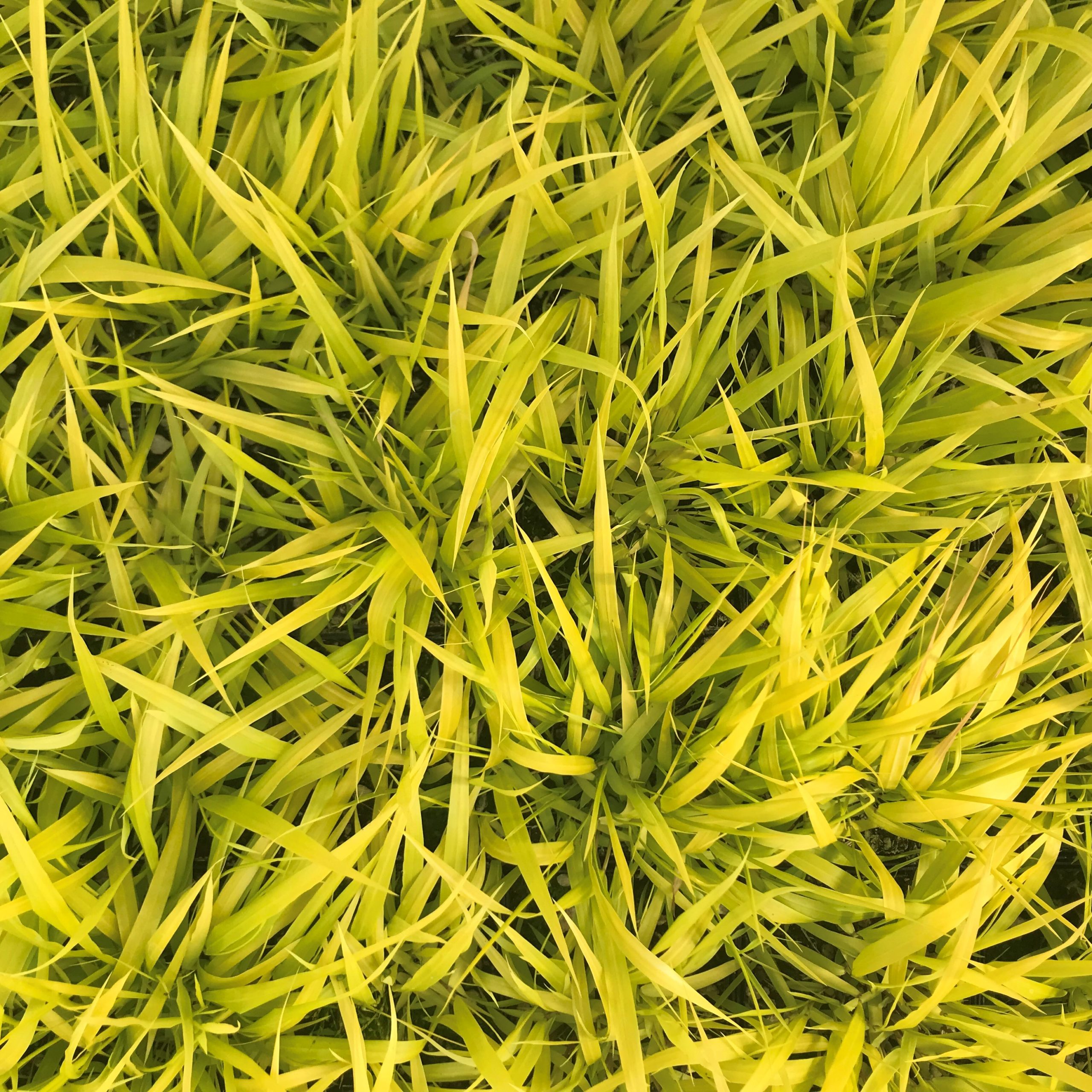 Hakonechloa macra Sunflare™ - Forest Grass USPP #27,734 (3.5" Pot) - Image 7