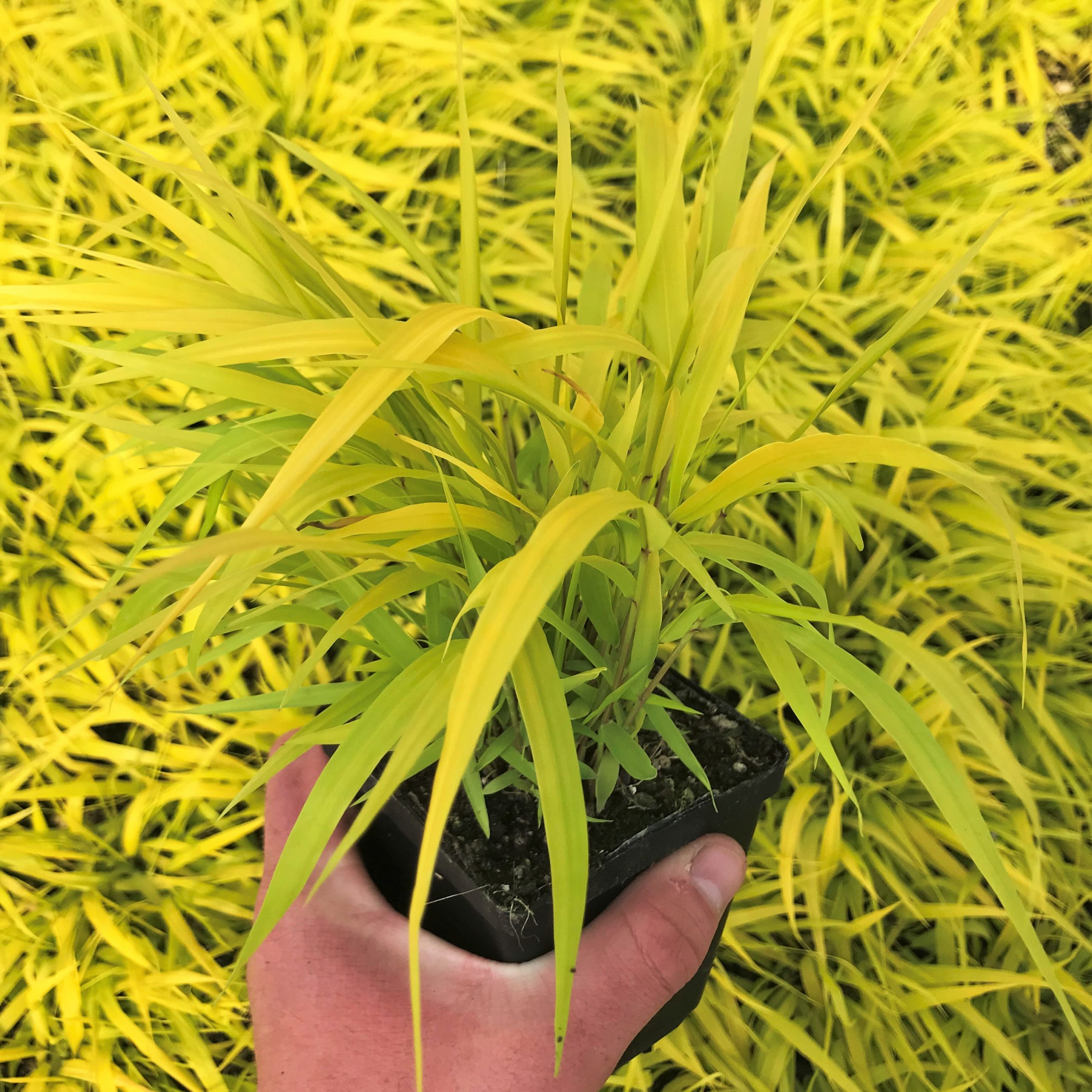 Hakonechloa macra Sunflare™ - Forest Grass USPP #27,734 (3.5" Pot) - Image 6