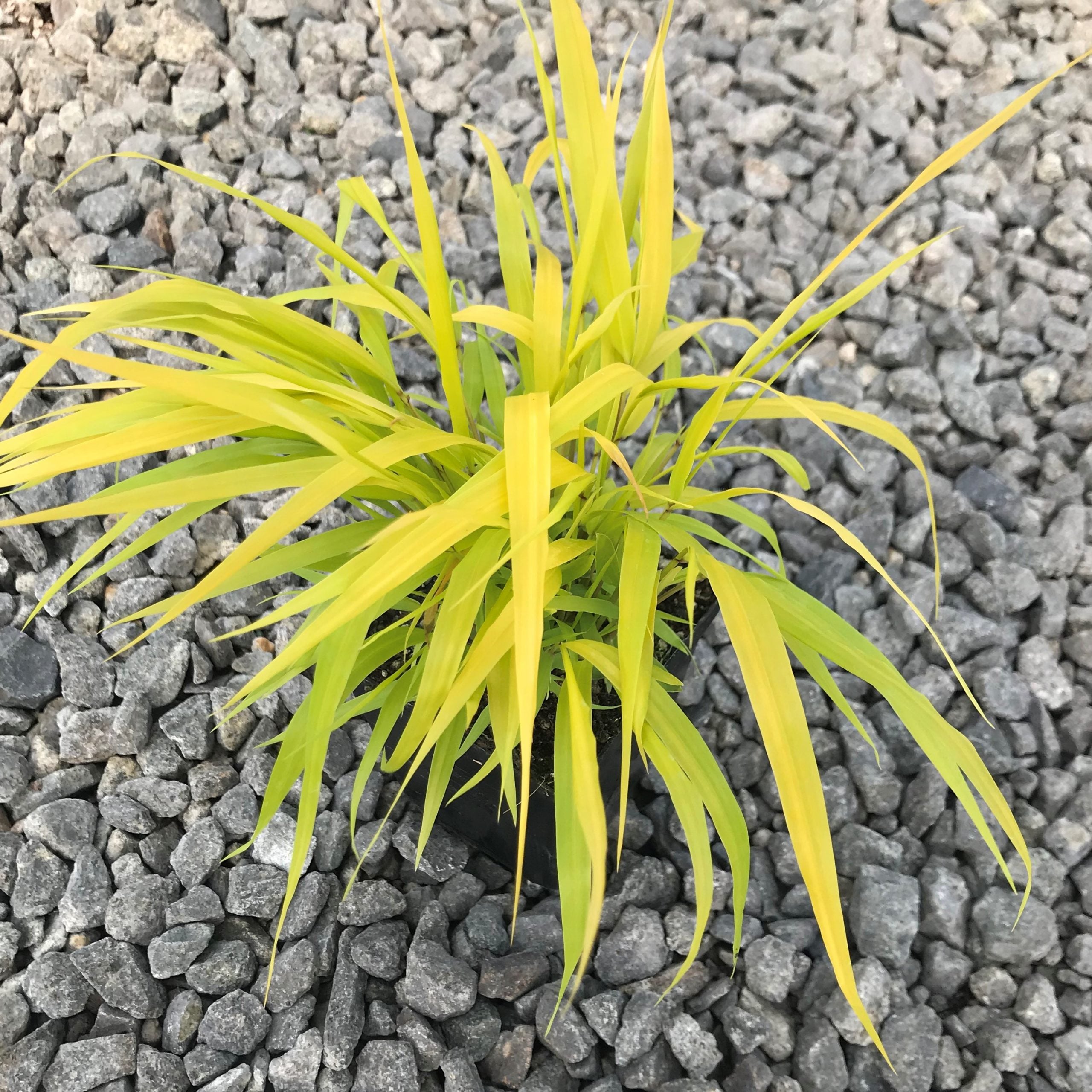 Hakonechloa macra Sunflare™ - Forest Grass USPP #27,734 (3.5" Pot) - Image 4