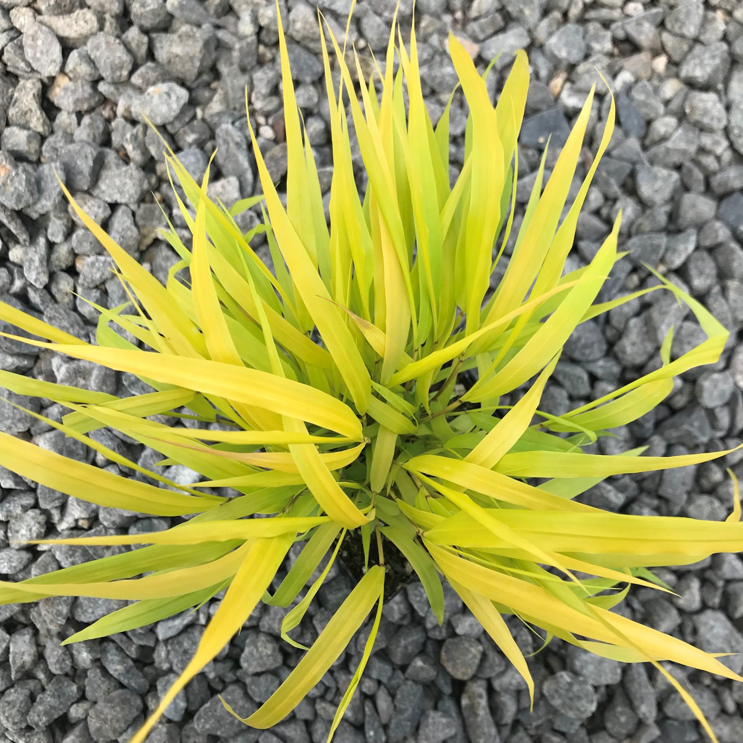 Hakonechloa macra Sunflare™ - Forest Grass USPP #27,734 (3.5" Pot) - Image 5
