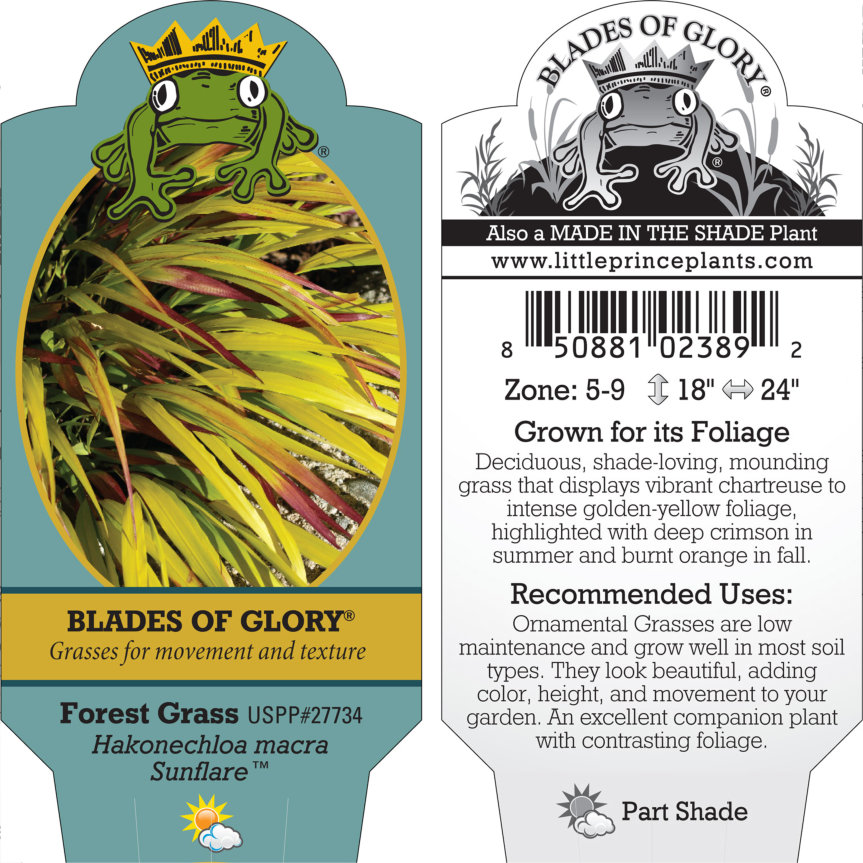Hakonechloa macra Sunflare™ - Forest Grass USPP #27,734 (3.5" Pot) - Image 8