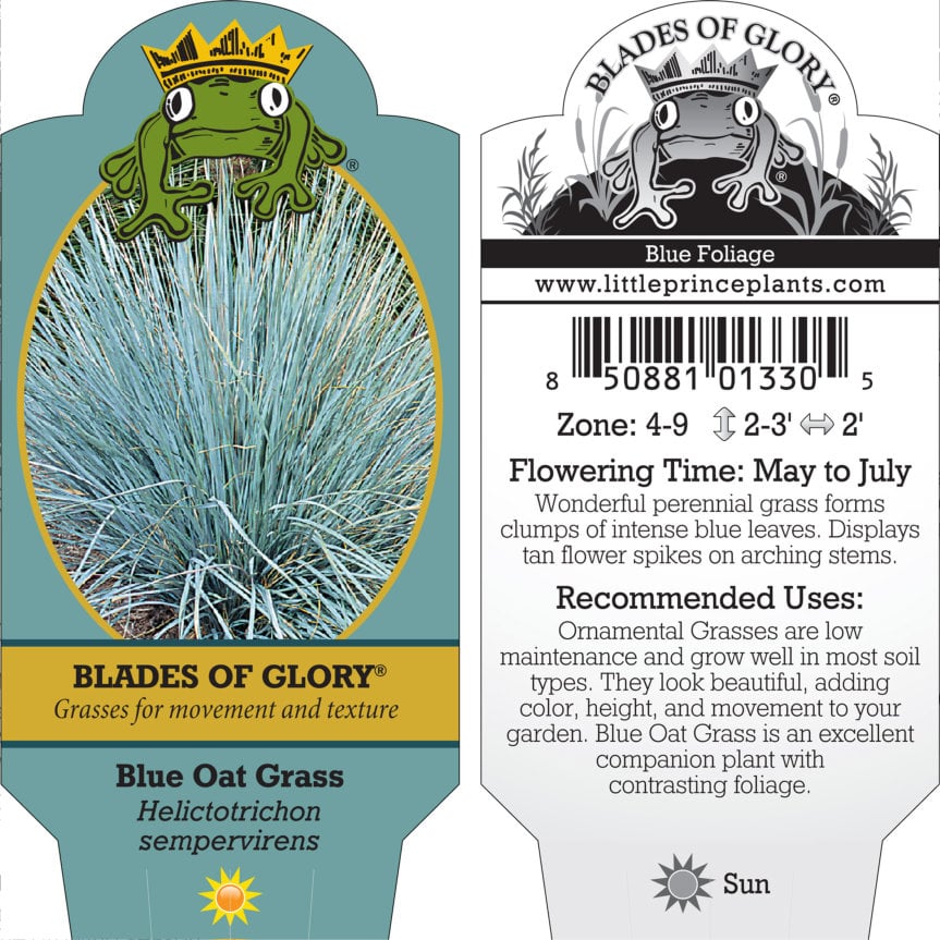 Helictotrichon sempervirens - Blue Oat Grass (3.5" Pot) - Image 2