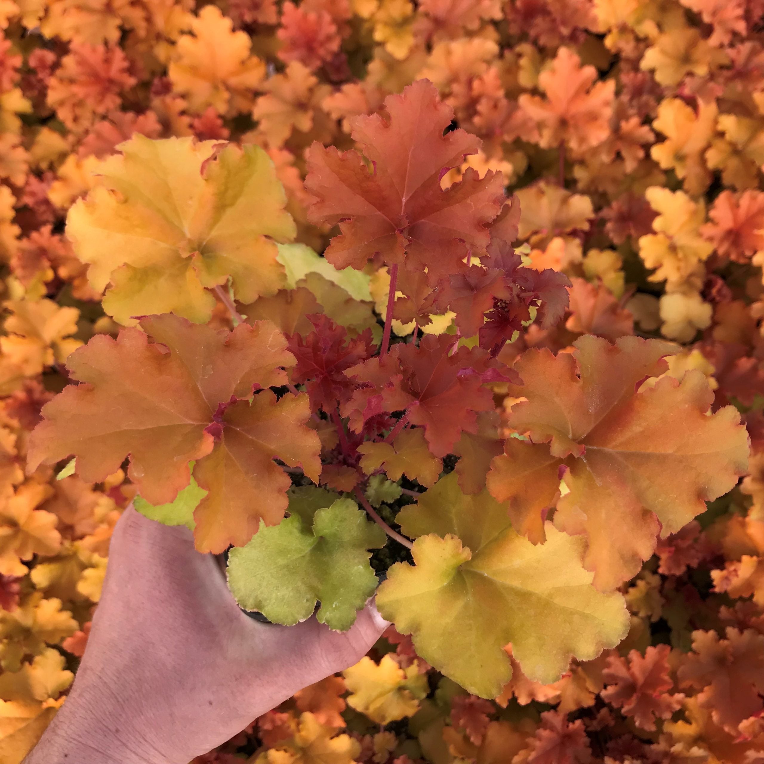 Heuchera 'Autumn Glow' - Coral Bells (4.5" Pot)