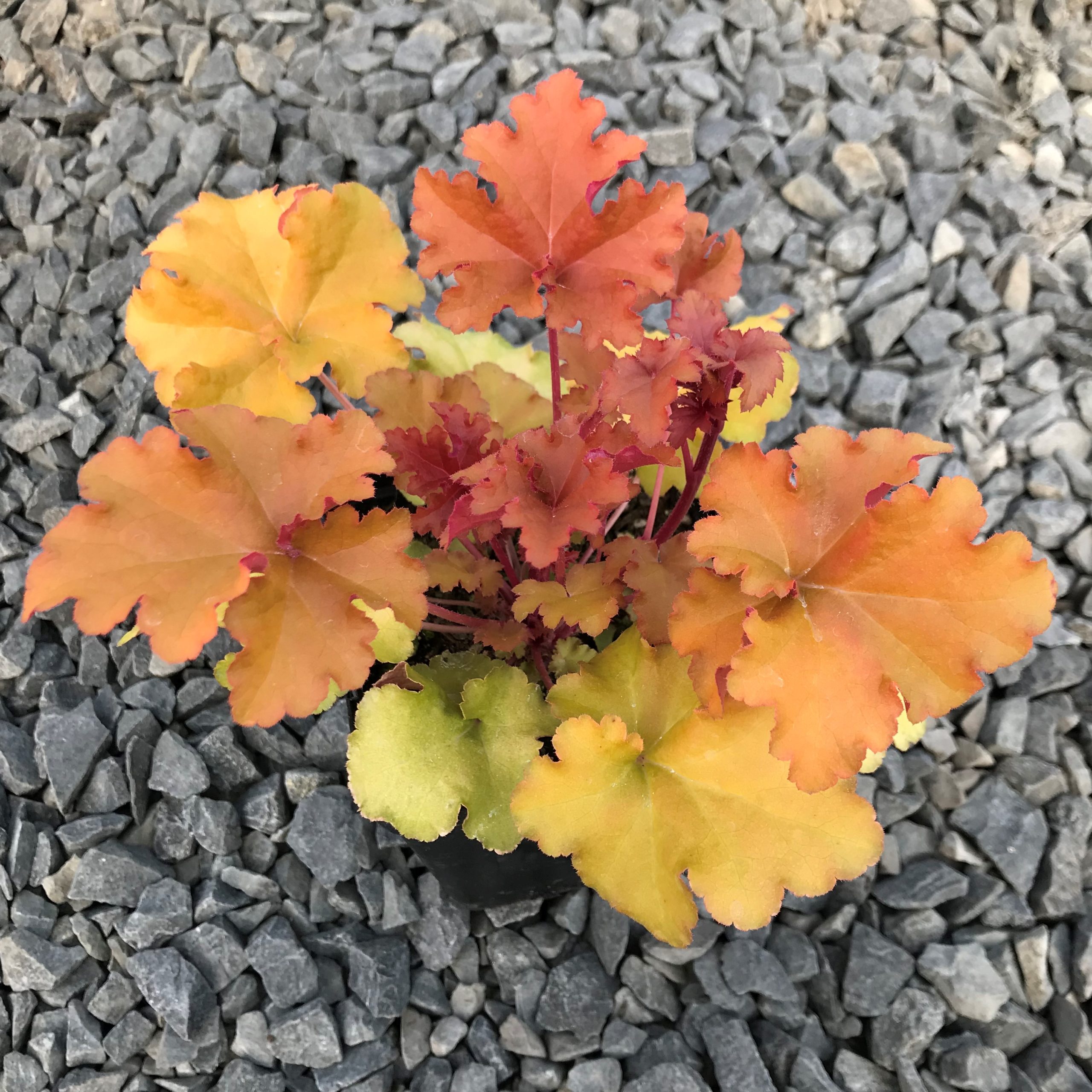 Heuchera 'Autumn Glow' - Coral Bells (4.5" Pot) - Image 3