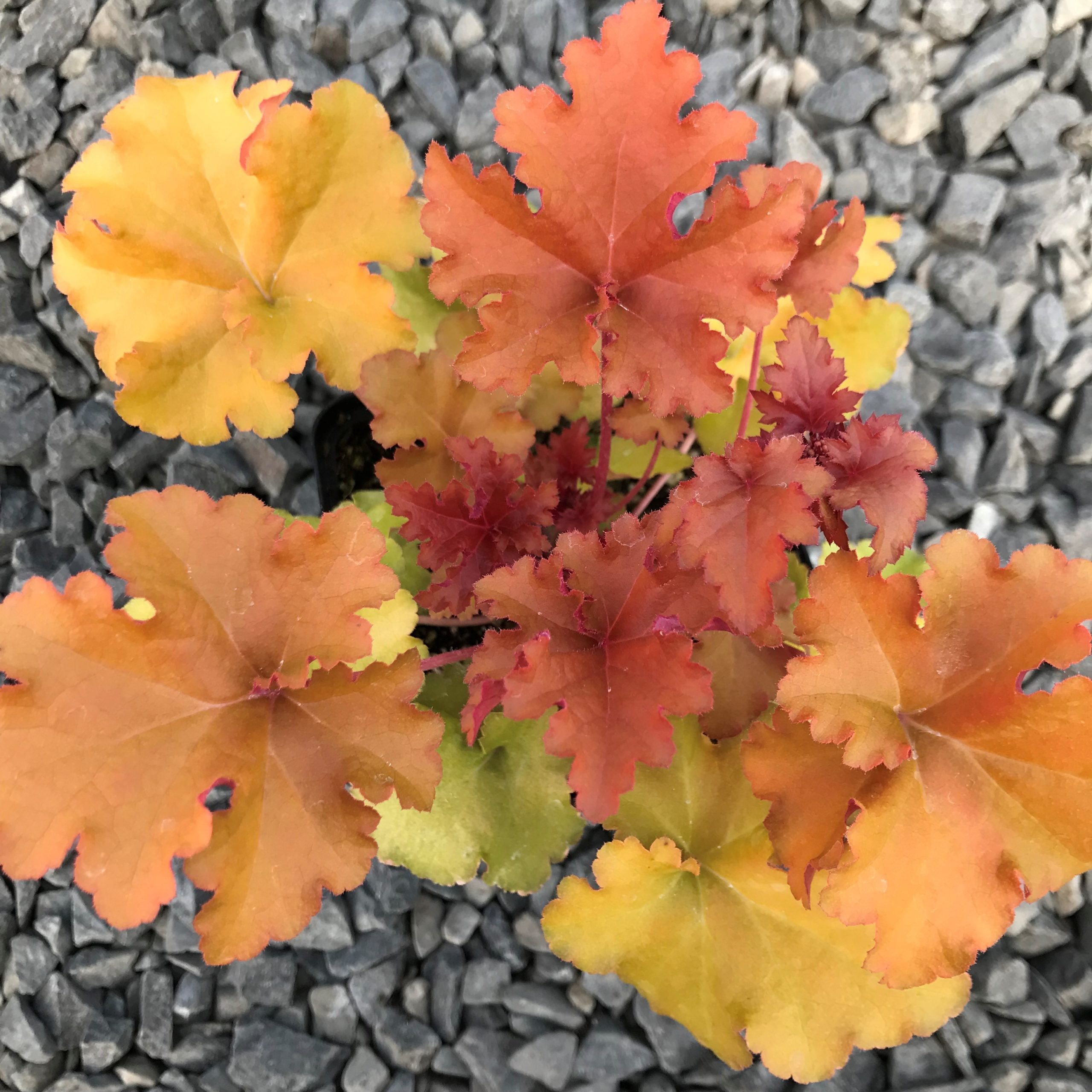 Heuchera 'Autumn Glow' - Coral Bells (4.5" Pot) - Image 4