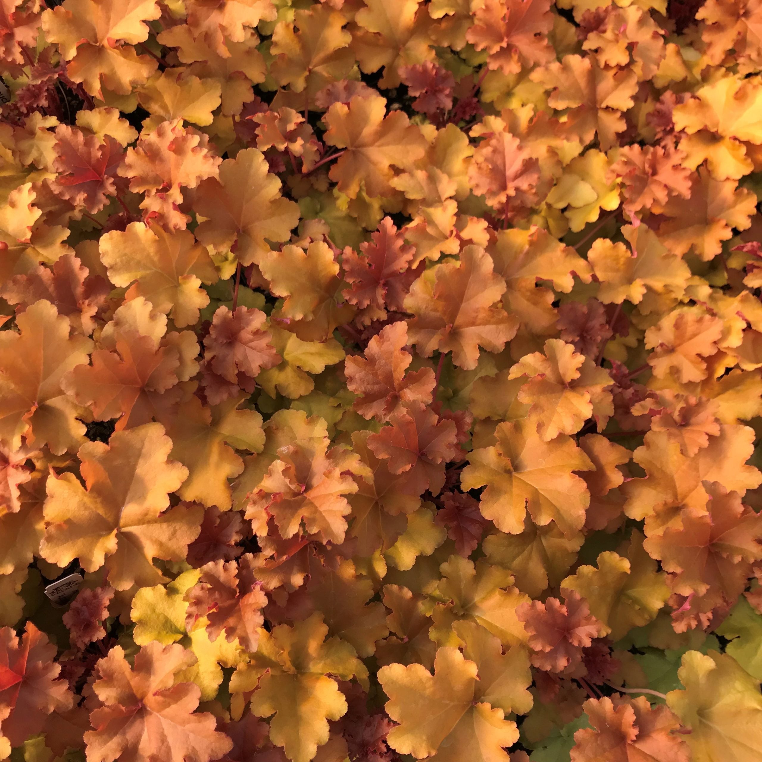 Heuchera 'Autumn Glow' - Coral Bells (4.5" Pot) - Image 2