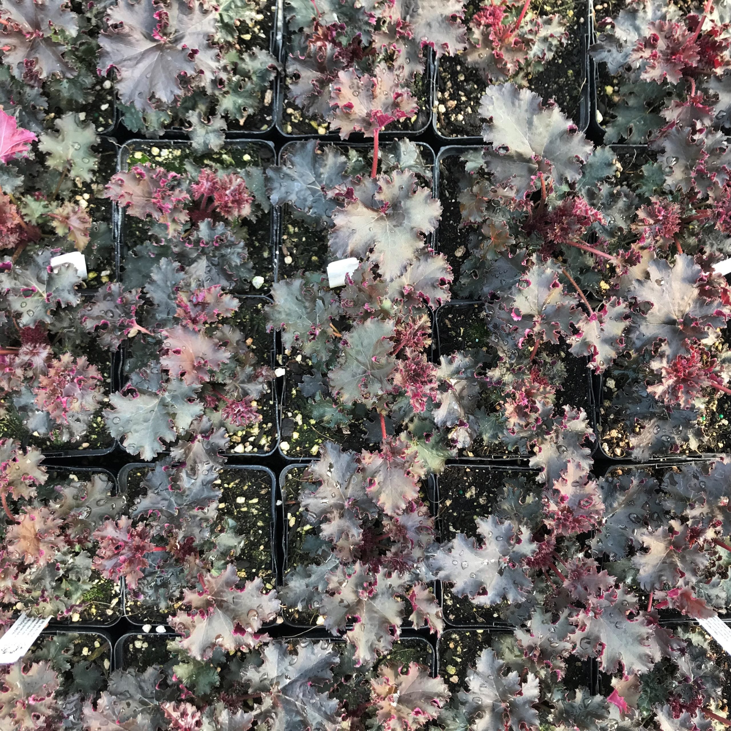Heuchera 'Purple Petticoats' - Coral Bells (4.5" Pot) - Image 6