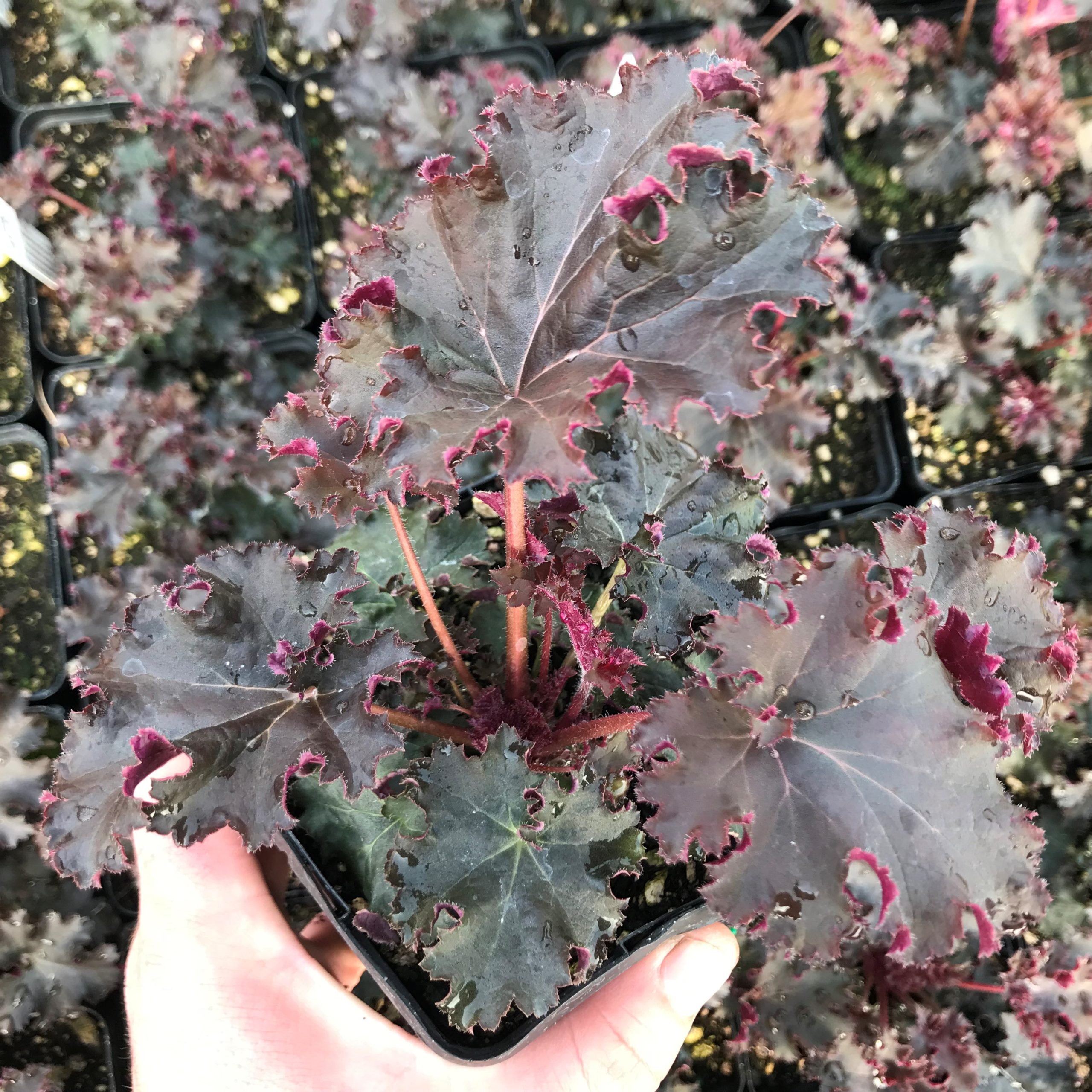 Heuchera 'Purple Petticoats' - Coral Bells (4.5" Pot)