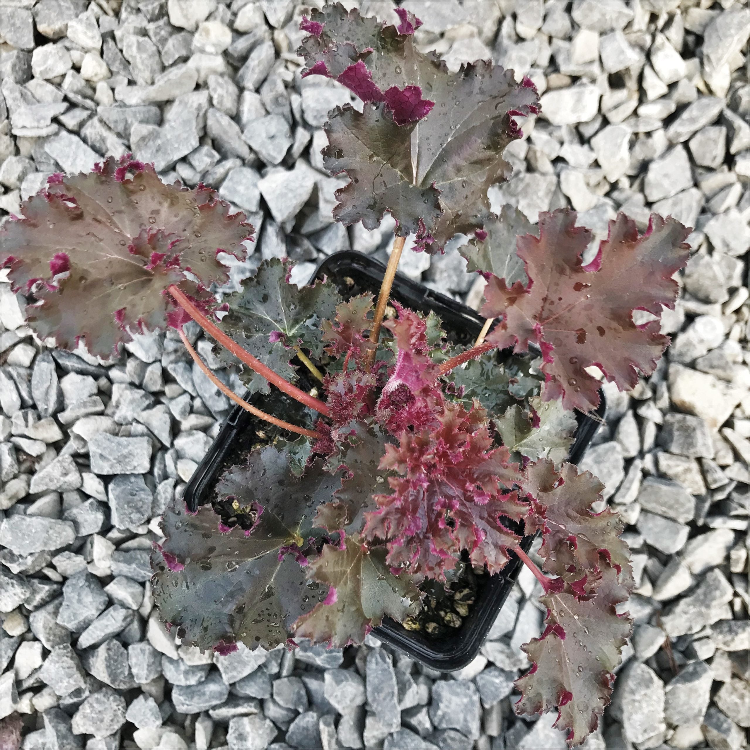 Heuchera 'Purple Petticoats' - Coral Bells (4.5" Pot) - Image 2