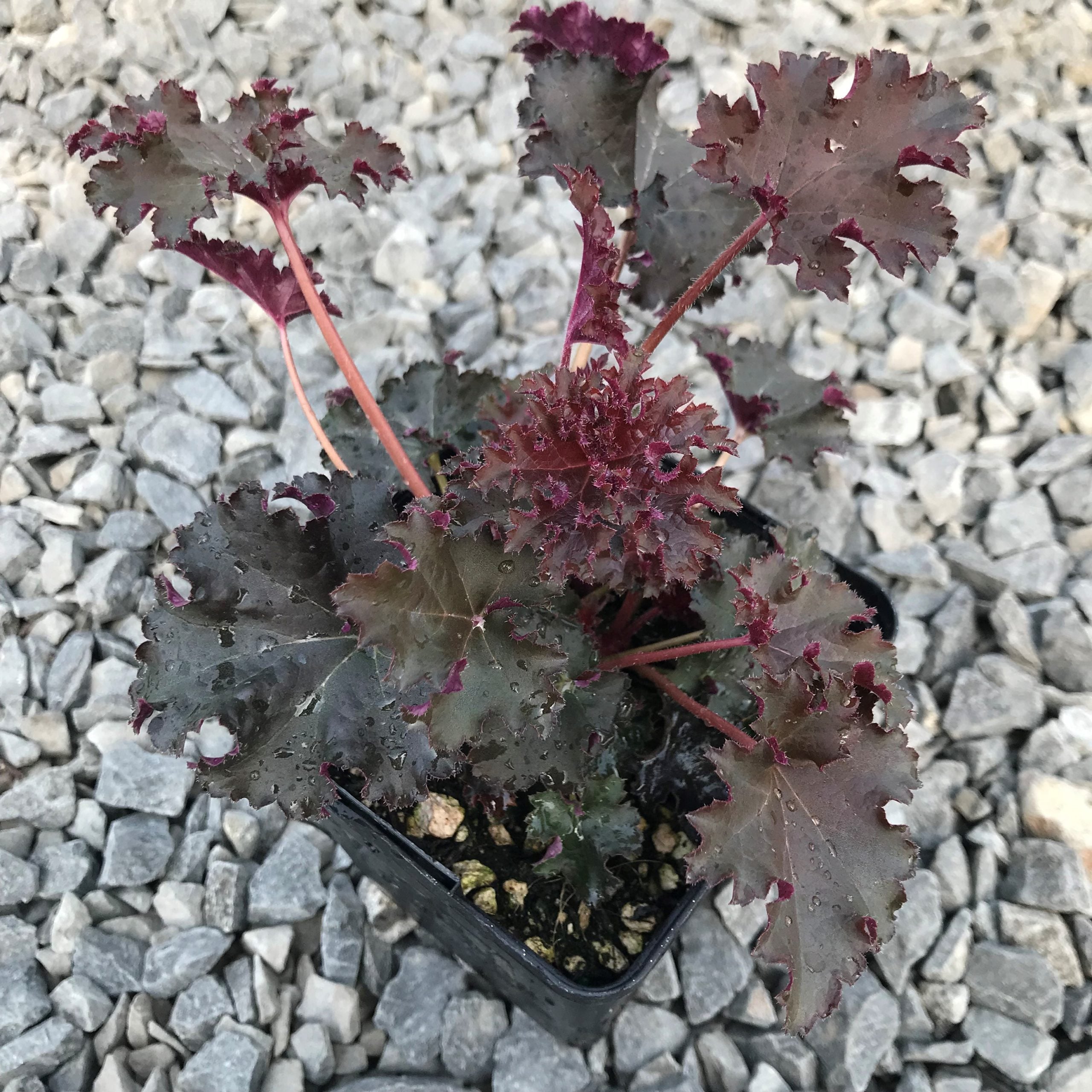 Heuchera 'Purple Petticoats' - Coral Bells (4.5" Pot) - Image 3