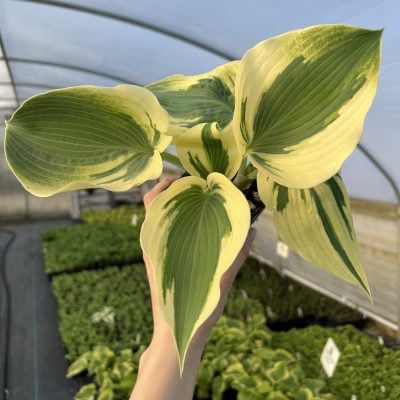 Hosta 'Blue Ivory' - Plantain Lily USPP #19,623 (3.5" Pot)