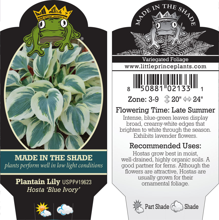 Hosta 'Blue Ivory' - Plantain Lily USPP #19,623 (3.5" Pot) - Image 4