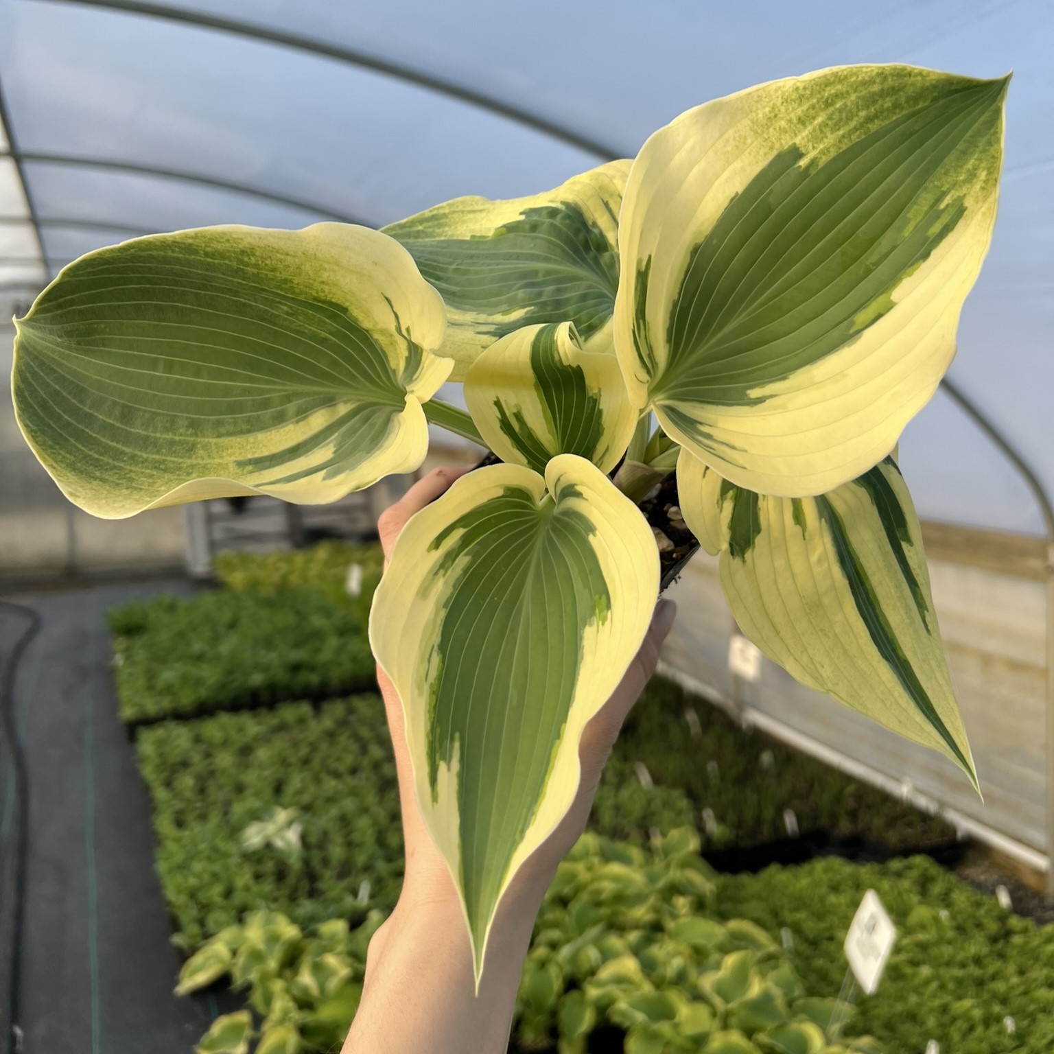 Hosta 'Blue Ivory' - Plantain Lily USPP #19,623 (3.5" Pot)