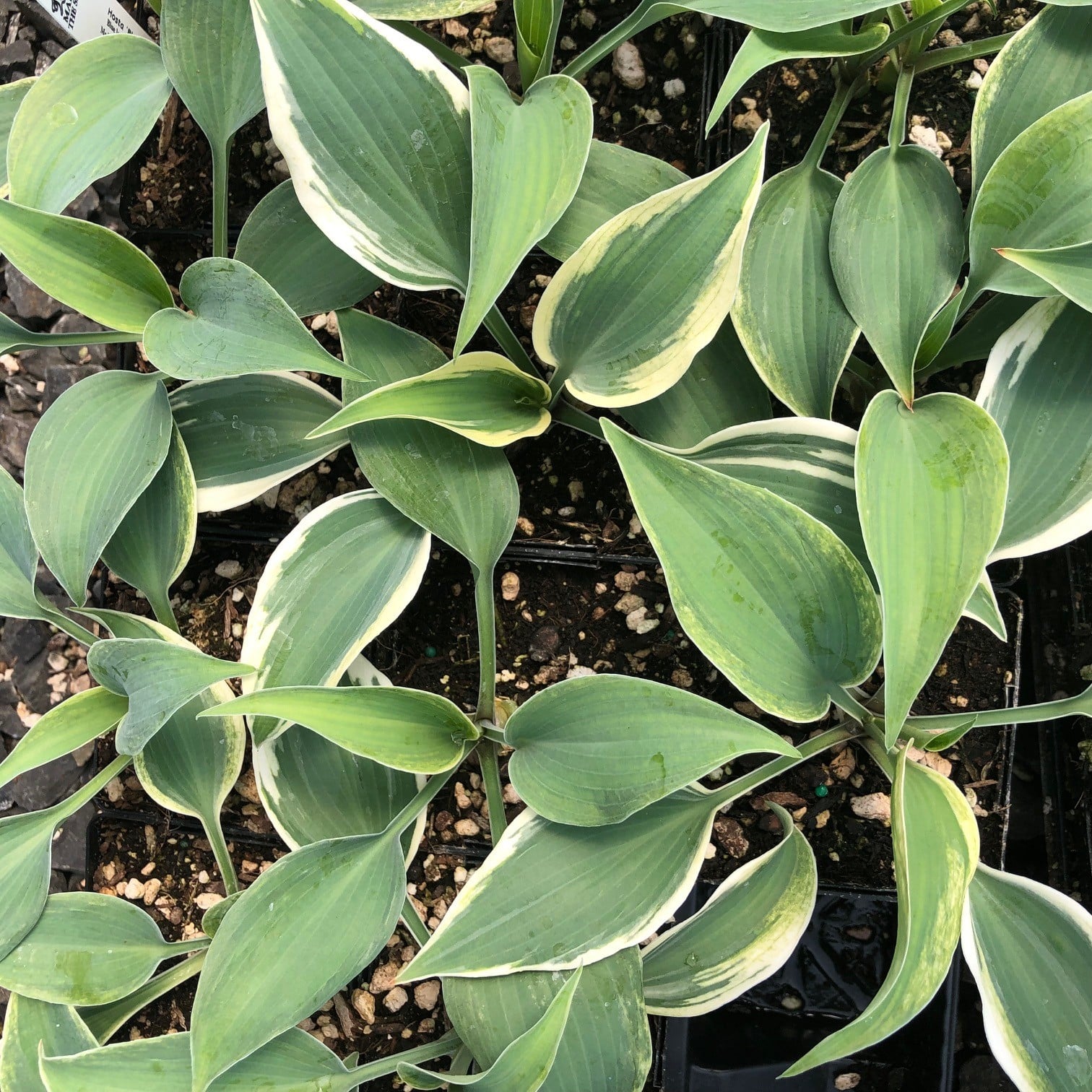 Hosta 'Blue Ivory' - Plantain Lily USPP #19,623 (3.5" Pot) - Image 3