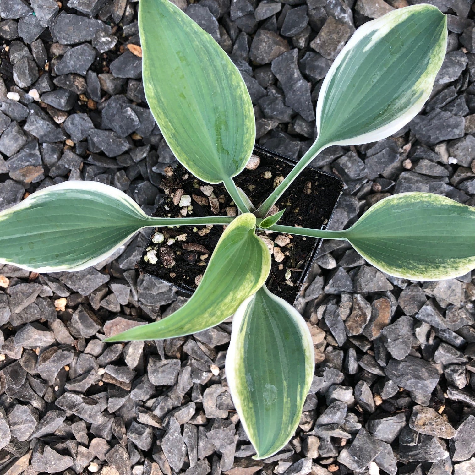 Hosta 'Blue Ivory' - Plantain Lily USPP #19,623 (3.5" Pot) - Image 2