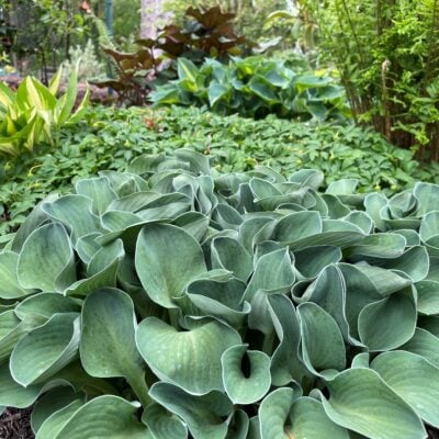 Hosta 'Blue Mouse Ears' - Plantain Lily (3.5" Pot)